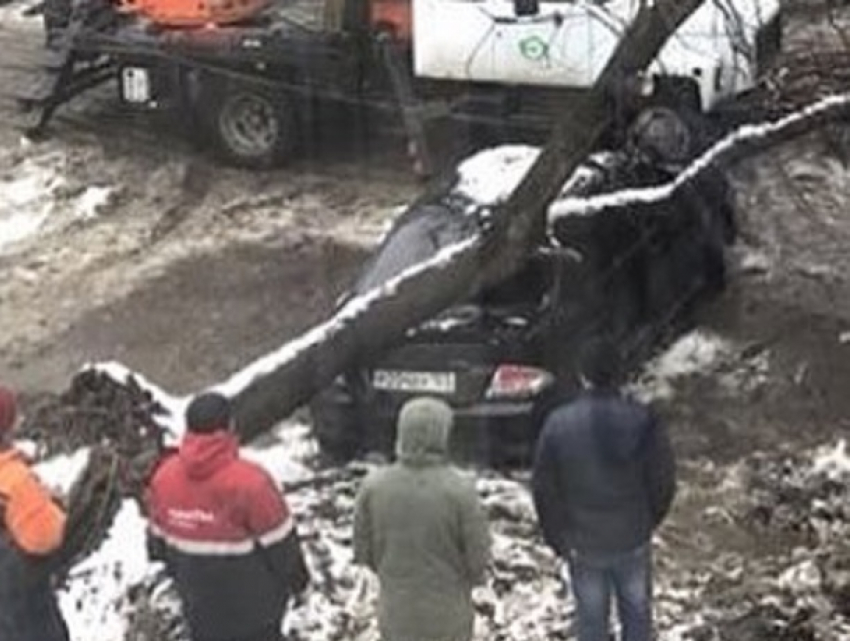 Оставленное без внимания опасное дерево свалилось на автомобиль во дворе дома в Пятигорске