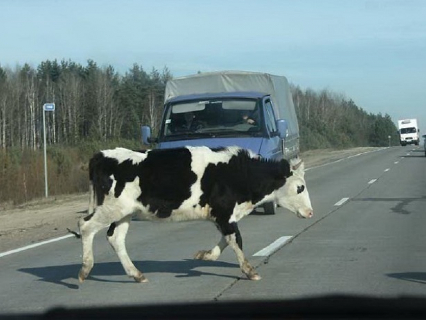 Одинокую корову сбил «Хендай-Акцент» с ослепленной дальним светом женщиной-водителем на Ставрополье