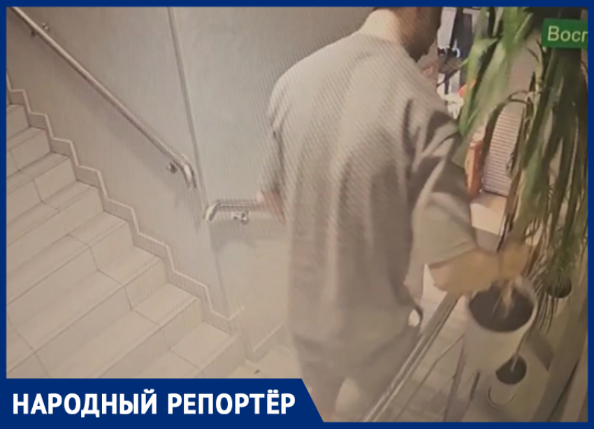 Верните пальму: компания ставропольцев похитила комнатное растение в дискобаре