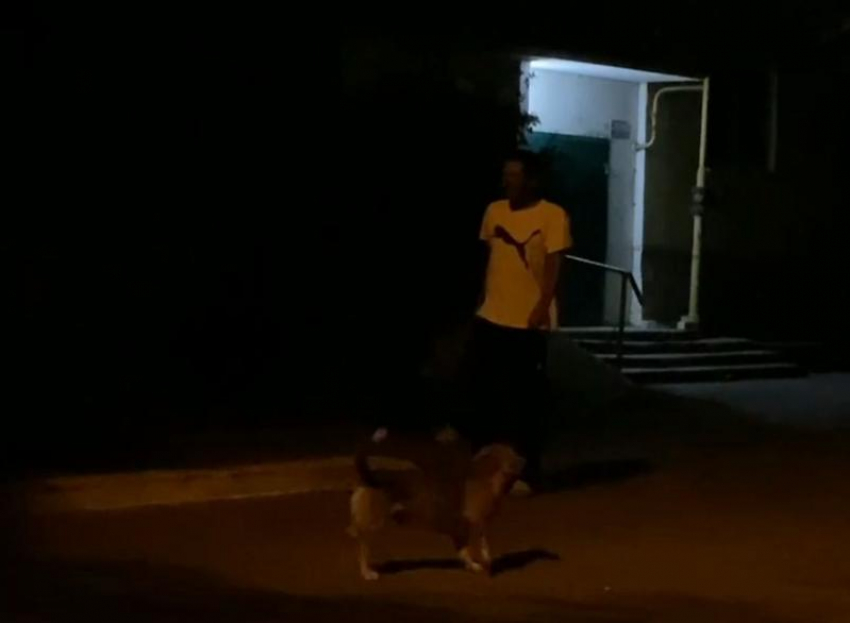 «Они не кинутся»: мужчина отбивался от стаи собак на Ставрополье
