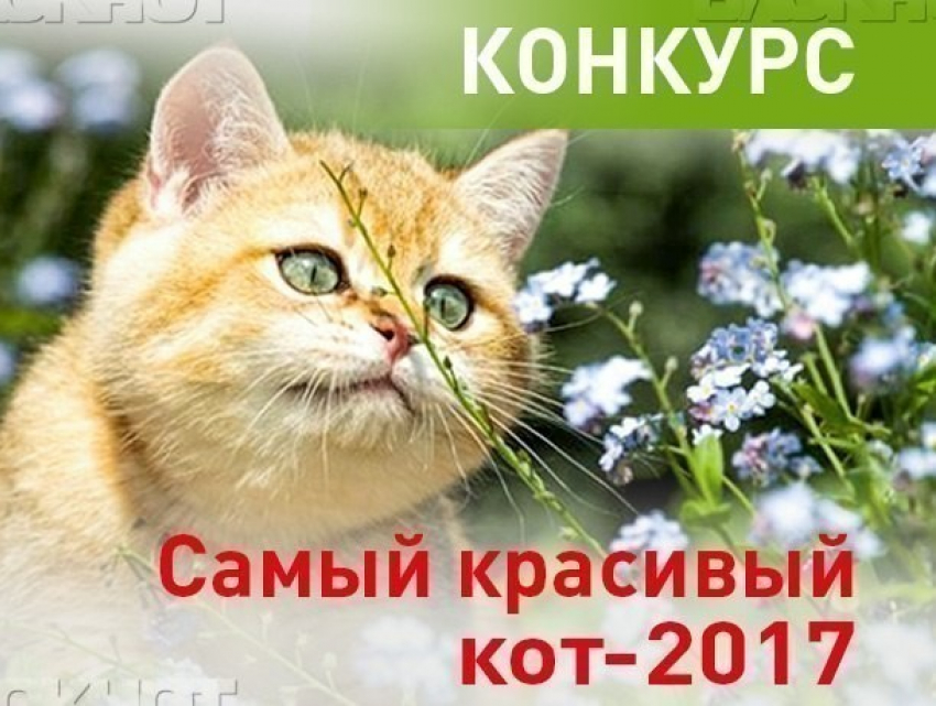 Объявляем о старте голосования в конкурсе «Самый красивый кот-2017"