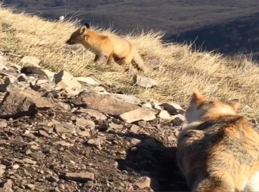 Поединок кошки и дикой лисицы попал на видео в Пятигорске
