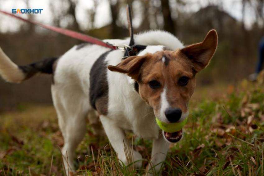 Стая собак напала на малолетнего ребенка и мужчину в Железноводске