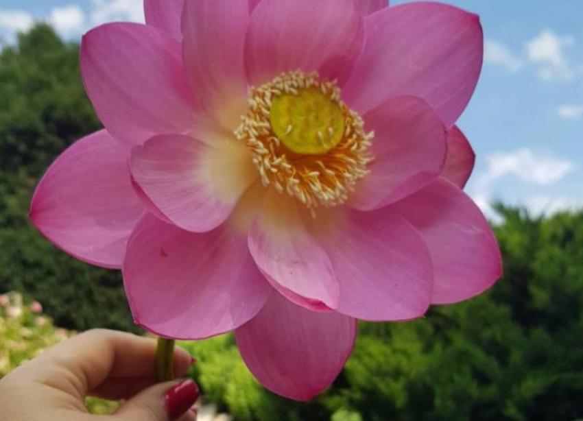 В Ботаническом саду Ставрополя цветок редкого лотоса сорвали ради фотографии