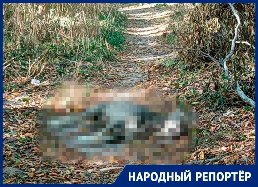 Нашли три трупа: отравленных собак заметили на Холодных родниках в Ставрополе