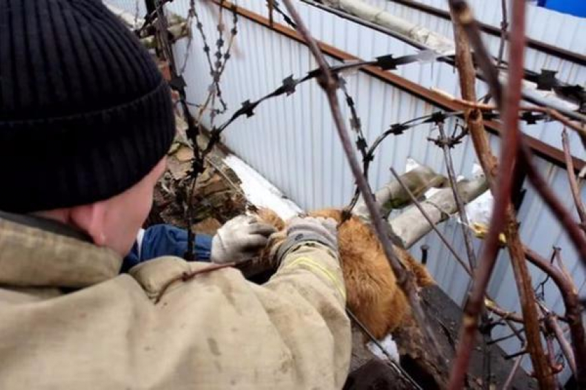 Запутавшуюся в проволоке собаку спасали в Курортном парке Кисловодска