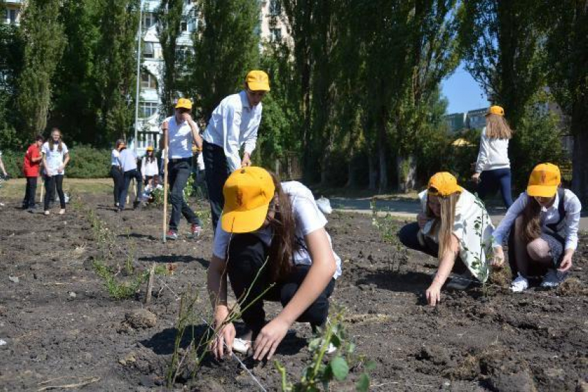 Школьники высадили 239 роз к Дню города Ставрополя