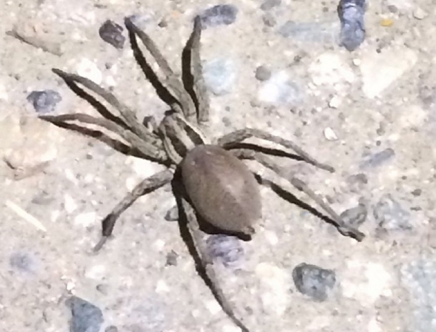 Огромный паук прыгнул ночью на прохожего в Ставропольском крае