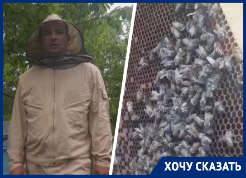 «Почему никого это не волнует?»: пасечник из Ставрополья высказался о системном отравлении пчел химикатами 
