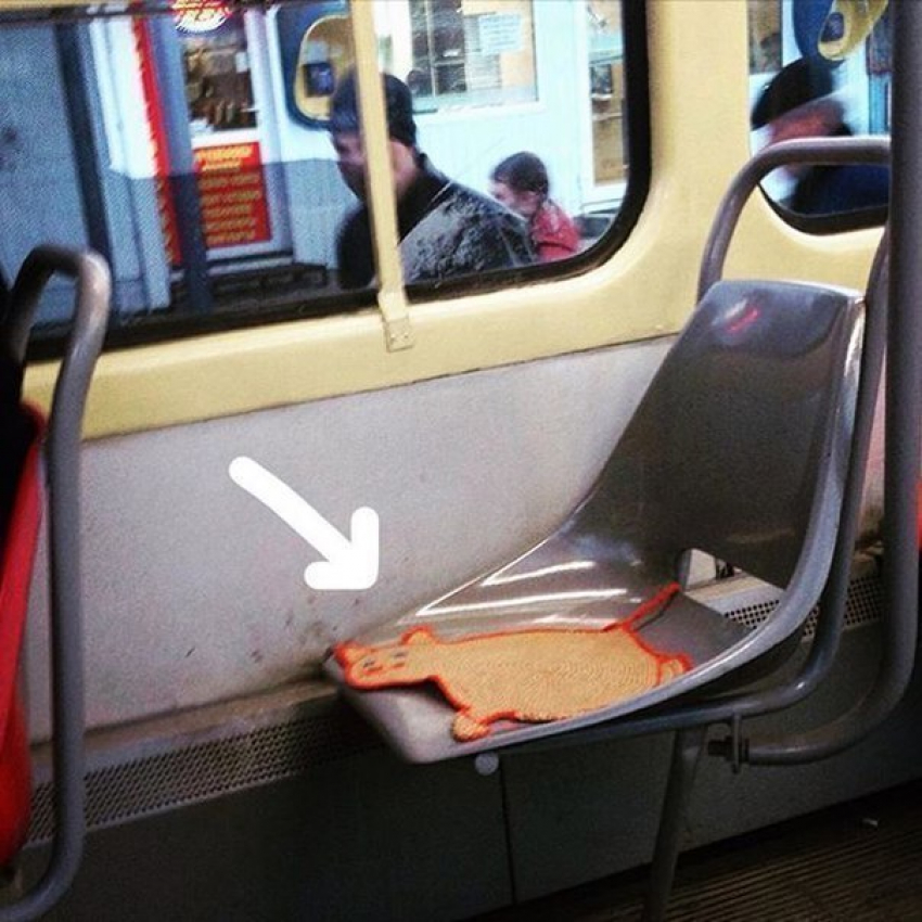 В Пятигорске теперь можно покататься в трамвае, сидя на котике