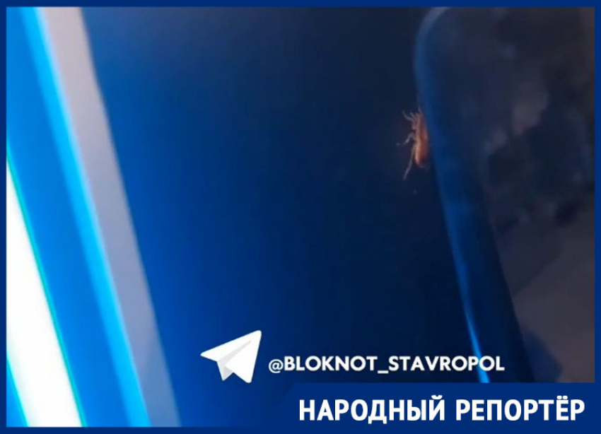 Большого таракана на кофемашине в супермаркете Ставрополя заметила горожанка