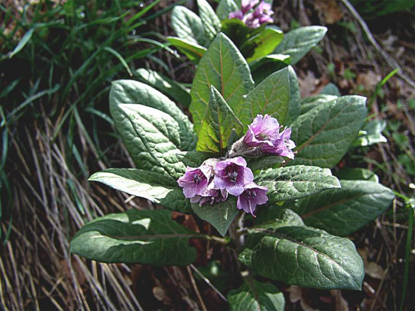 Редкая пузырница восточная оказалась под угрозой исчезновения на Ставрополье