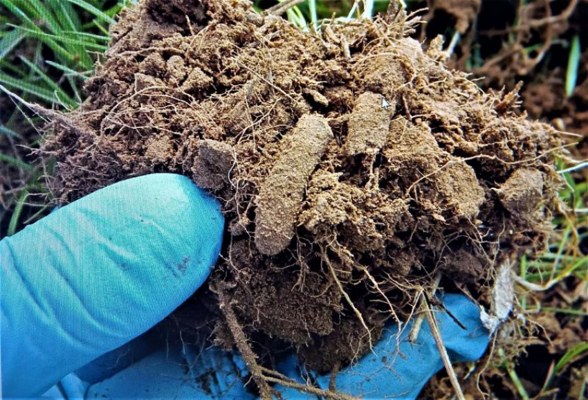 Марокканская саранча готовится напасть на посевы Ставрополья