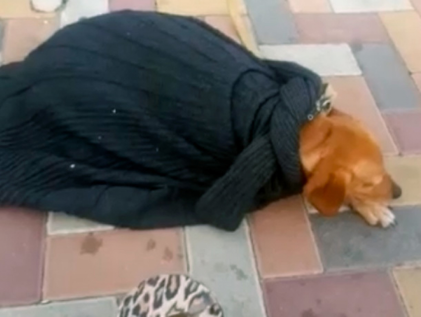 Бедная собака, лёжа на солнцепёке, зарабатывает деньги своей хозяйке в Ставрополе