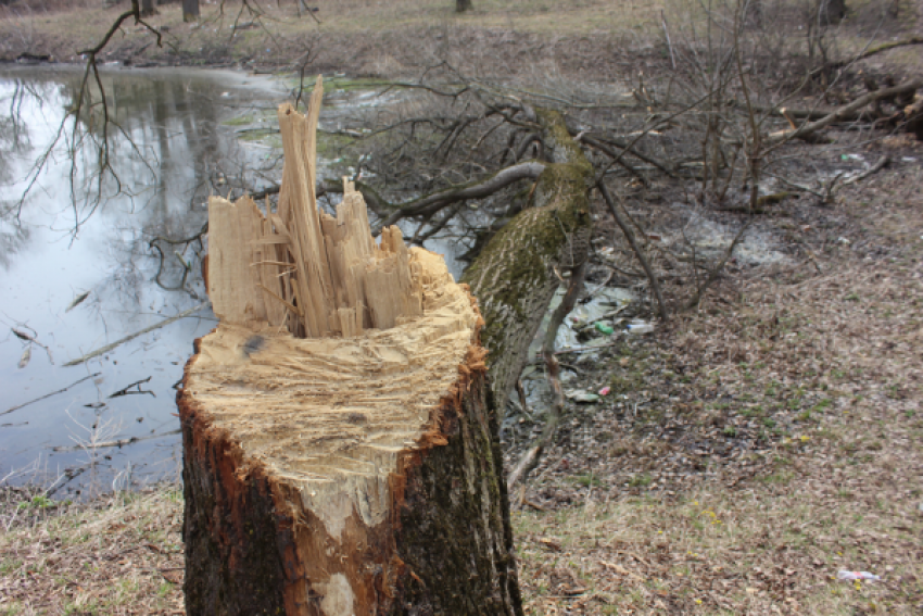 Вандалы вырубили деревья в заповедной зоне Ставрополя