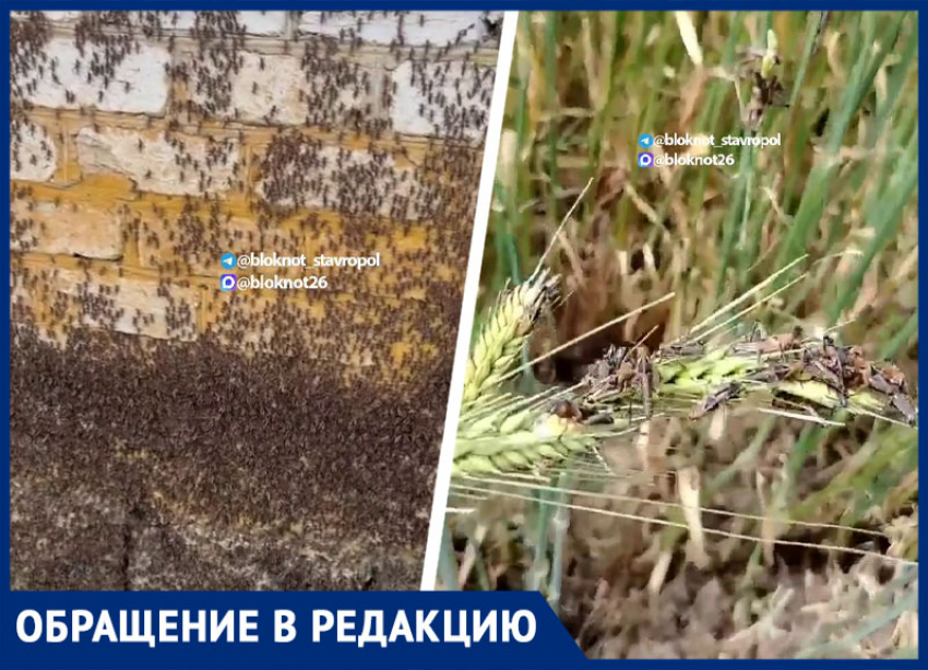 «Идет живой стеной»: гигантские полчища марокканской саранчи напали на села Нефтекумского округа