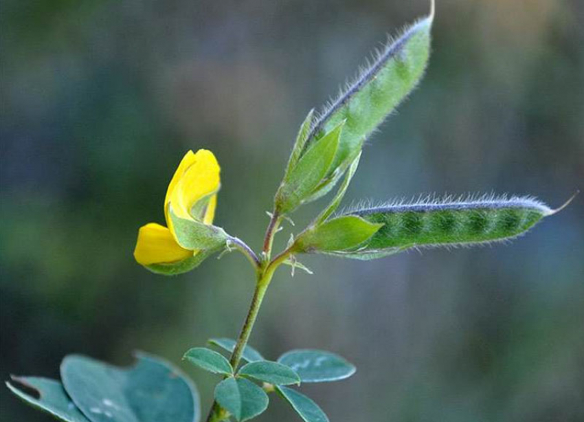 Редкий кустарник с ярко-желтыми цветками борется за выживание на Ставрополье