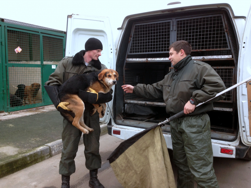 Суд принудил чиновников на Ставрополье приструнять агрессивных собак эффективнее 