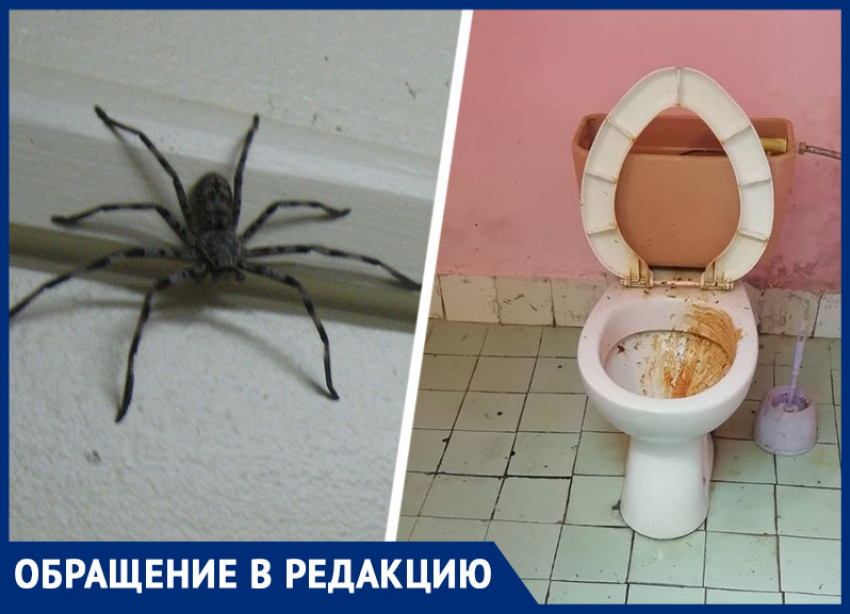 «Загаженные туалеты, пауки и сарай вместо люкса»: обман с туром в Абхазию потряс ставропольчанку