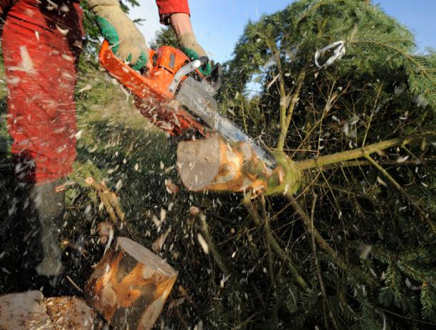 За незаконную вырубку елей ставропольцев пообещали наказывать штрафами 