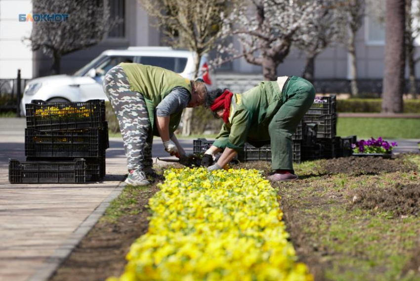 Все меньше работодателей Ставрополья разрешают сотрудникам работать на удаленке