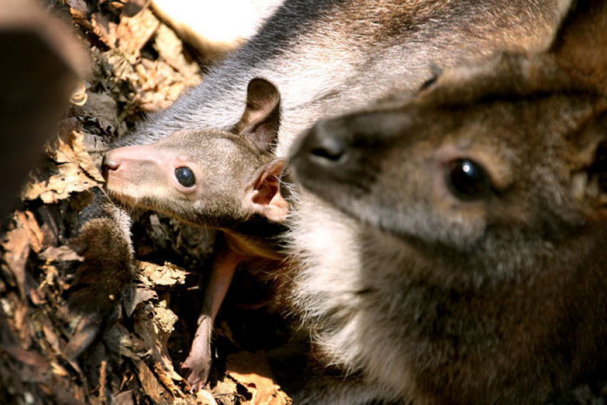 В зоопарке «Берендеево» родился кенгуреныш неопределенного пола