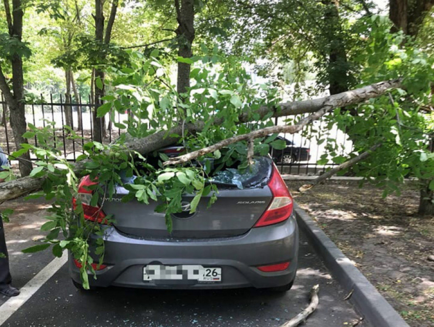 На припаркованную возле дома машину упало дерево в Ставрополе
