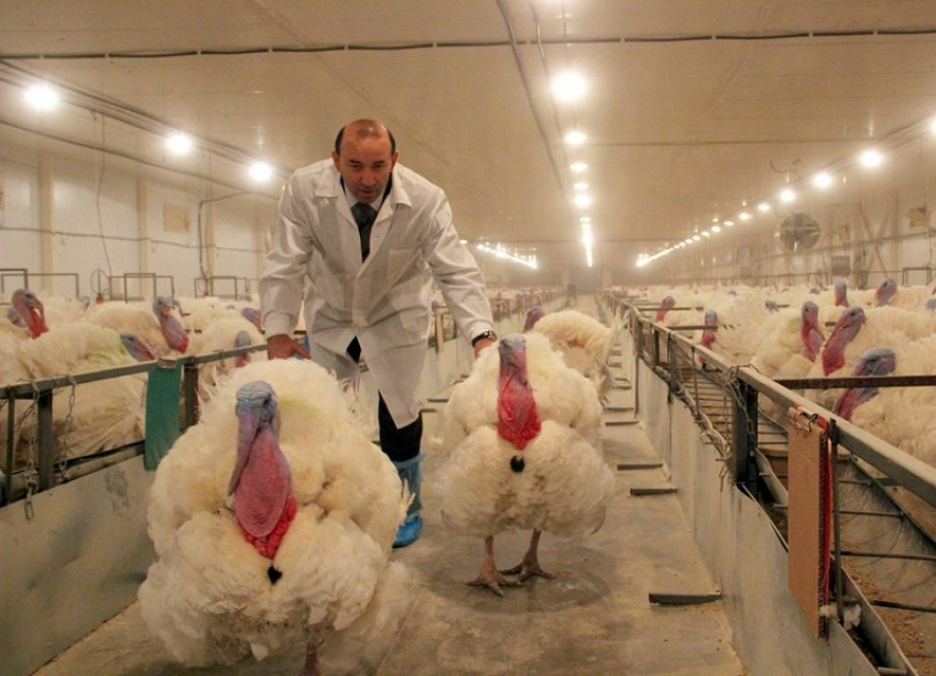 Ставропольским животноводам, пострадавшим от африканской чумы свиней или птичьего гриппа, продлят кредитные льготы