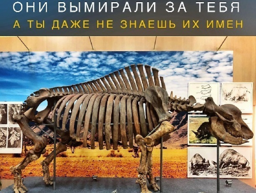 Имя «унисекс» уникальному носорогу предложили придумать жителям Ставрополя