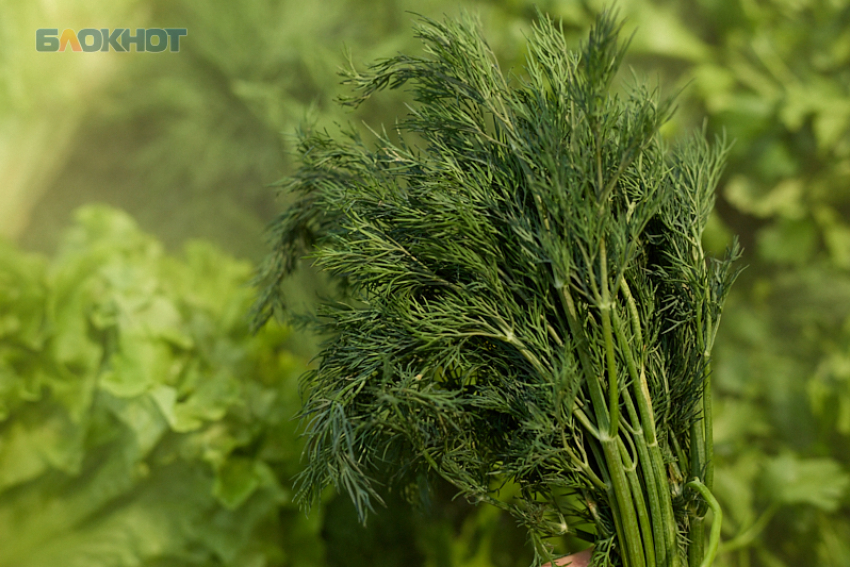 Как превратить кочерыжку магазинного салата в свежую зелень, рассказали в ставропольском Россельхозцентре