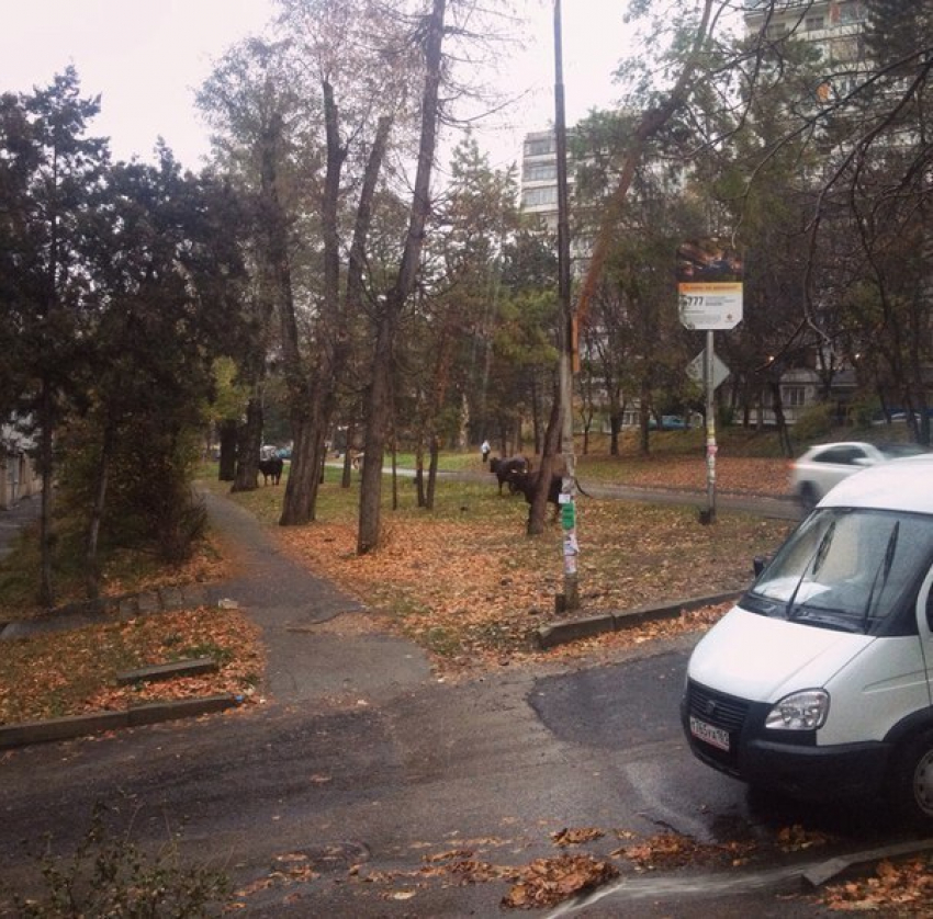 В центре Кисловодска разгуливают коровы