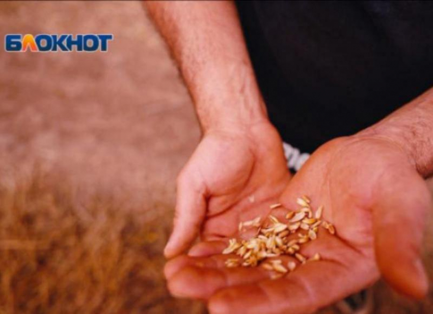 Зараженное зерно с опасными для человека вредителями обнаружили у ставропольского производителя