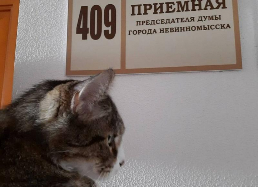 На выборах в гордуму Невинномысска конкуренцию местным кандидатам составит кот