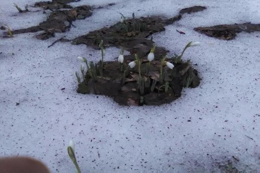 Распустившиеся на Ставрополье подснежники напомнили о приближении весны