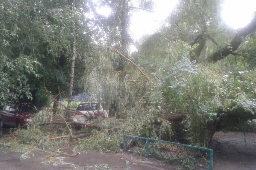 Огромное дерево упало на машину в Ставрополе