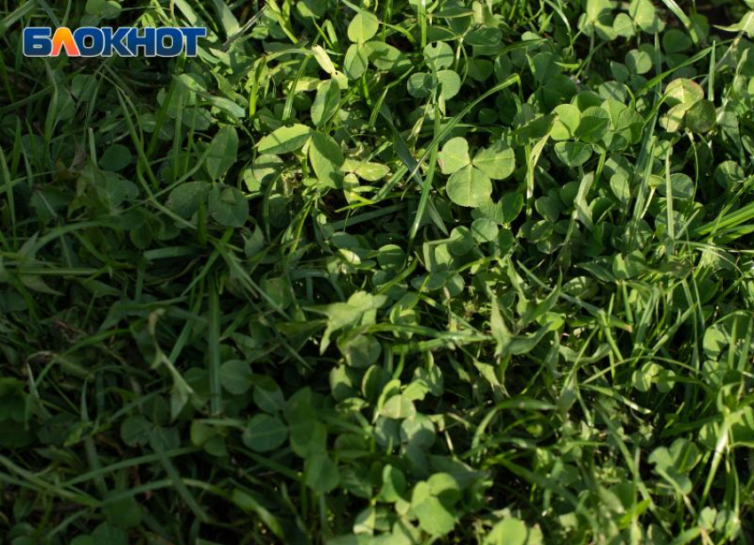 Абсолютный рекорд температуры зафиксировали в Ставрополе за неделю до зимы 