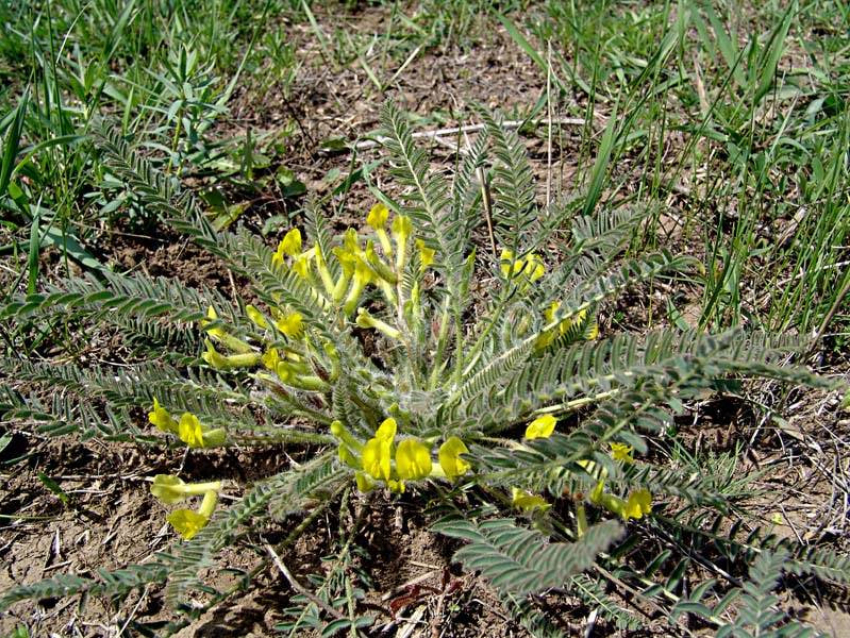 Редкий астрагал находится на грани исчезновения в Ставропольском крае