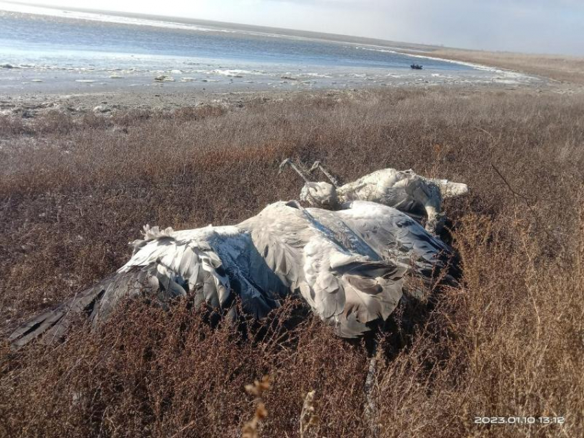 Трупы краснокнижных журавлей не могут убрать на Ставрополье