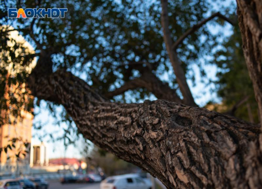 Зима пока берет отгул: 27 ноября Ставрополь снова искупается в тепле и тумане