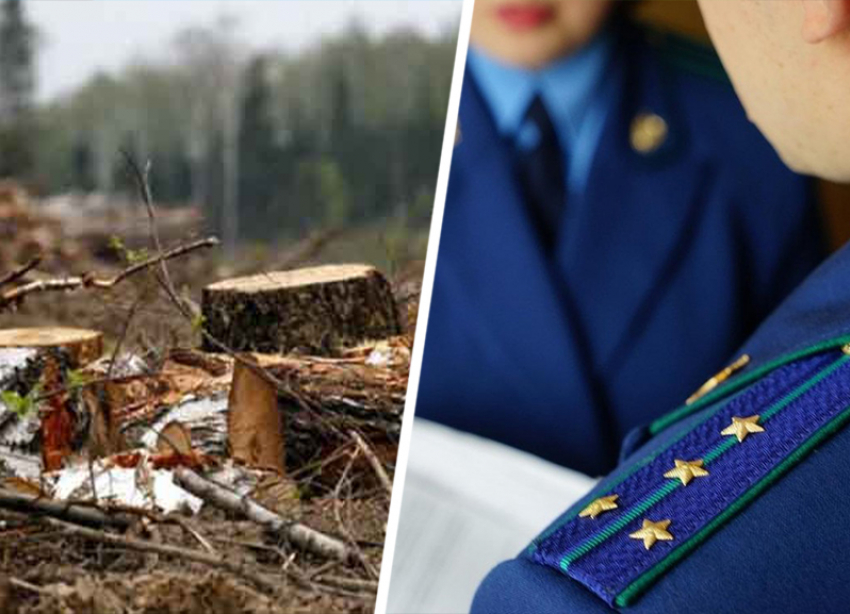 Краевая прокуратура в очередной раз предотвратила вырубку деревьев в Ставрополе
