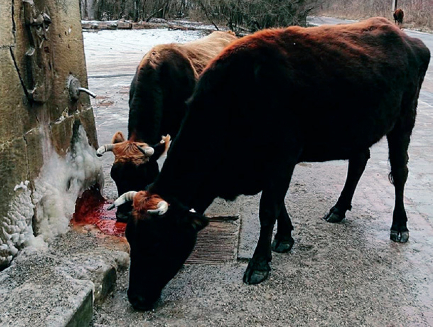 Коровы зимой на нарзанном источнике возмутили кисловодчан