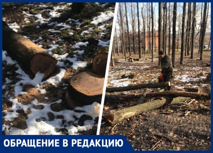 Вырубка деревьев в историко-культурной зоне Ставрополя шокировала жителей