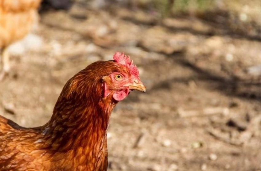 Птичий грипп уничтожил кур в селе на Ставрополье