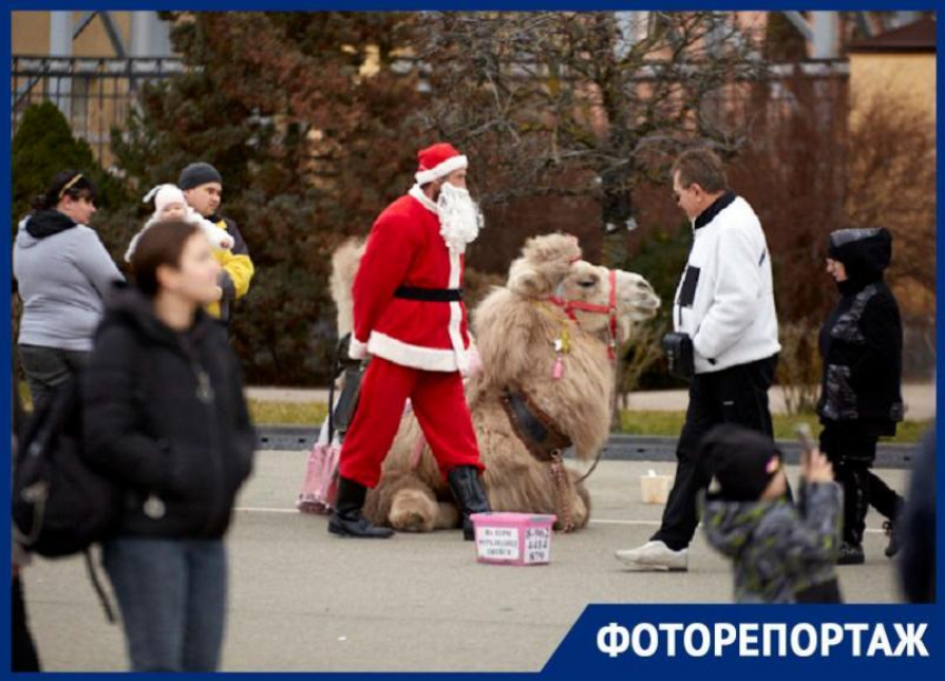 Ставрополь отмечает зимние праздники с Дедом Морозом и верблюдом