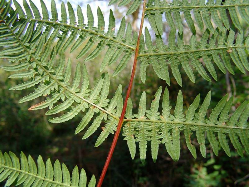 В Ставропольском крае все реже встречается папоротник орляк крымский