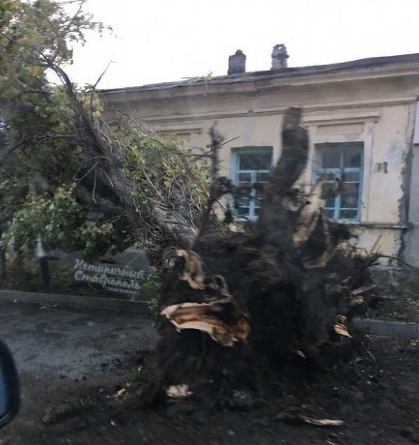 Ураганный ветер вырывает огромные деревья с корнями и сносит крыши в Ставрополе