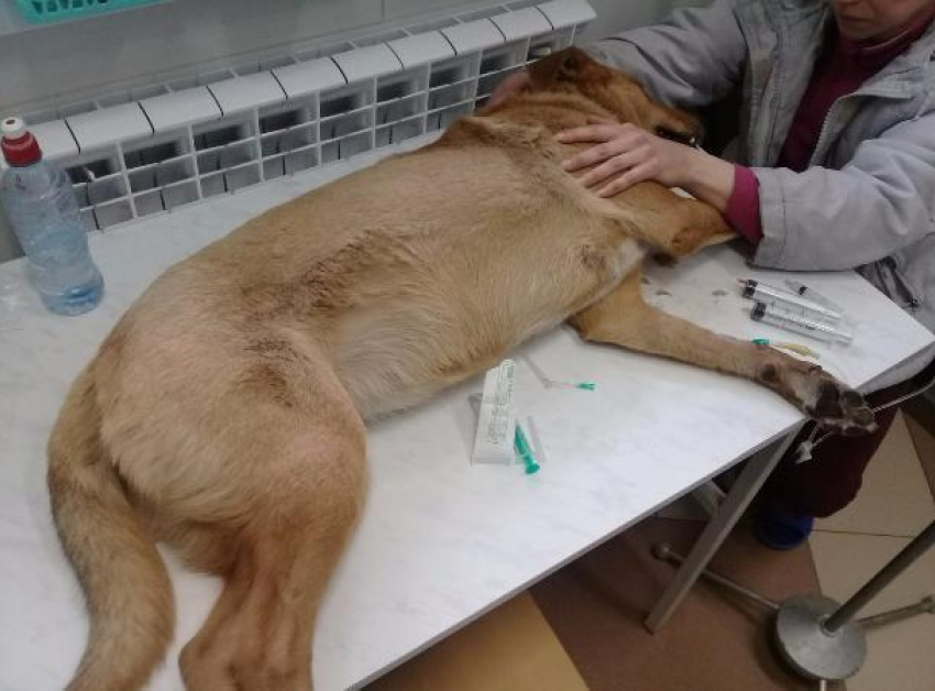 Догхантеры активизировались на территории КавМинВод