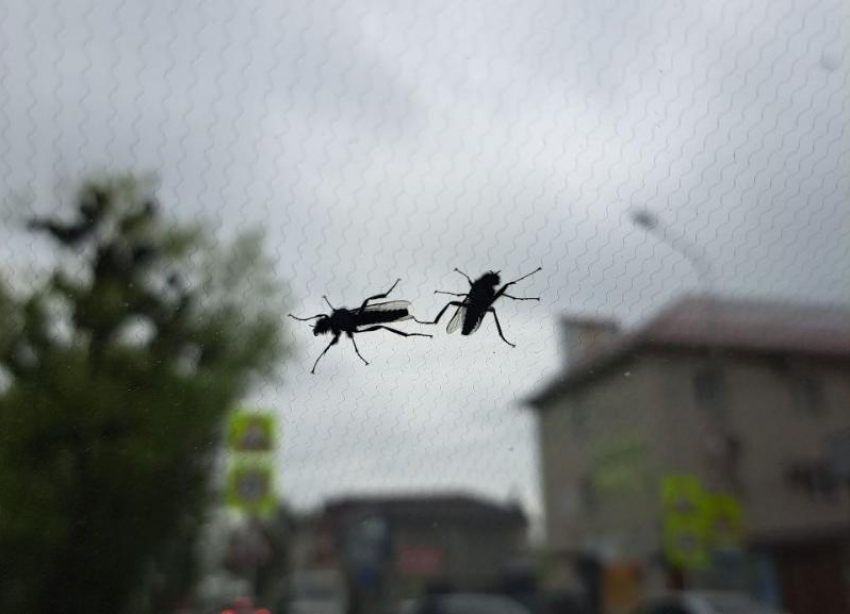 Нашествие насекомых взволновало жителей Ставрополя