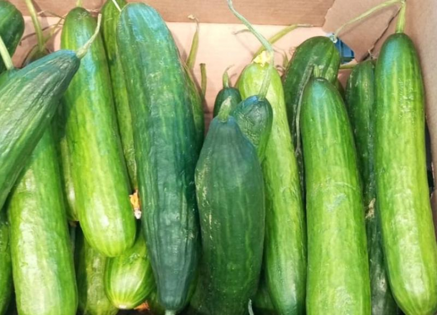 В Ставропольском крае огурец стал овощем премиум-класса