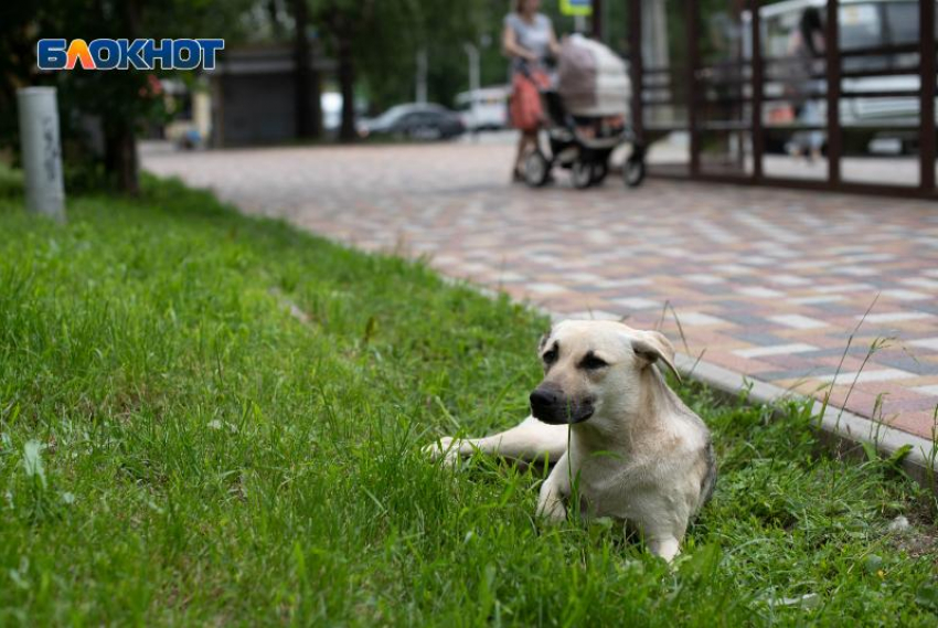 Ставропольские волонтеры помогают бездомным животным справится с жарой